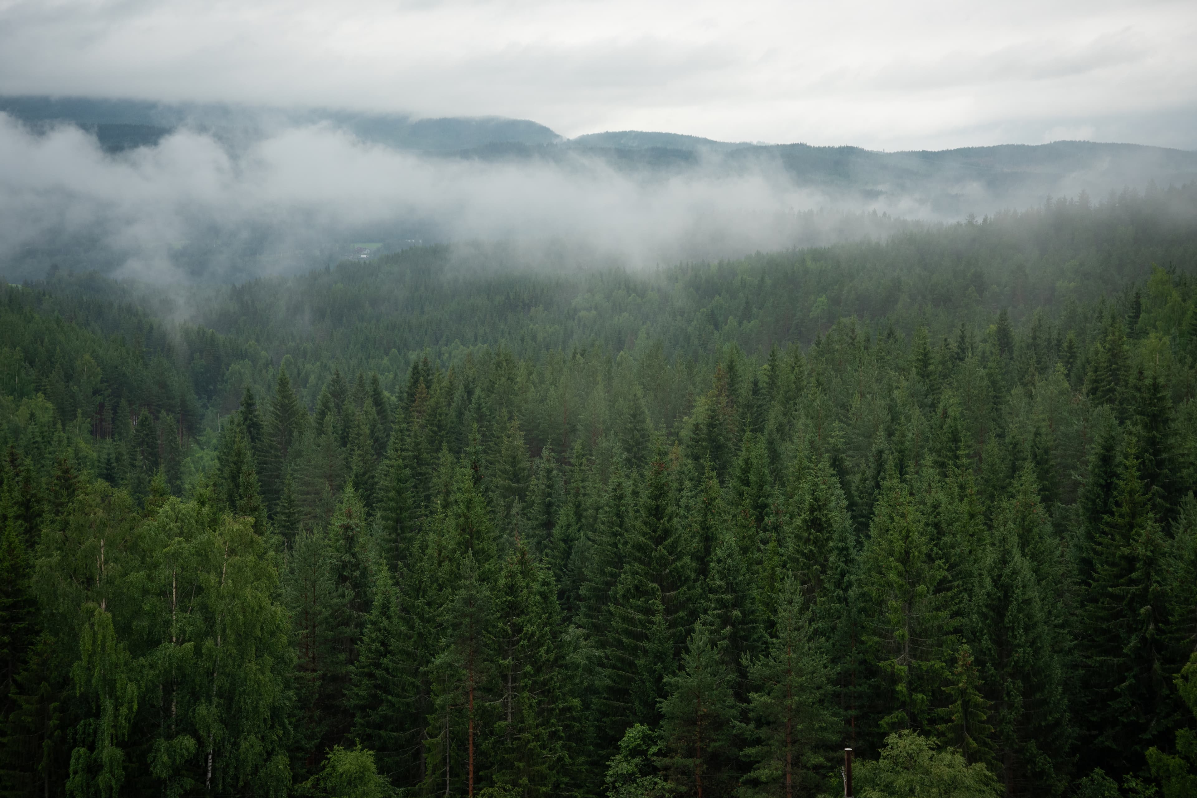 Mørk atmosfærisk skog